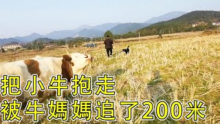 把剛出生的小牛抱走，結果被母牛追了200米，太危險了【石頭秀】