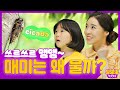 매미는 왜 울까? ㅣ 매미에 대해 알아봐요 ㅣ 뽀뽀뽀 친구친구