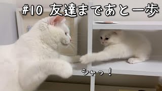 子猫に友達ができそう！あと少しで新参者くりーむと先住猫みるくが友達に！？