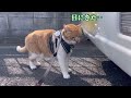 超甘えん坊な猫のひとりぼっちのお留守番〜