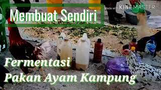 Belatung Tak Pernah Ingkar Janji  Daikhlo