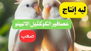 ليه إنتاج عصافير الكوكتيل الالبينو صعب