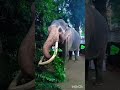 kandula tusker.කැලණියේ කන්ඩුල එයාගෙ ලස්සන subs plz❤️😱🐘 abeetha srilanka elephante shortvideo