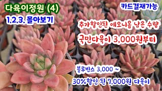 다육이정원 (4) 1.2.3편 몰아보기 예쁜 다육이 3,000원부터 ~