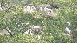 「鳥の楽園」赤水河沿岸でサギが子育て真っ盛り　貴州省仁懐市