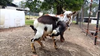 Autofellatio (Oral Self Stimulation) in Male Goats