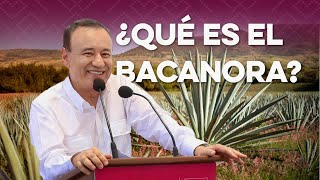 Descubre el bacanora, bebida 100% sonorense