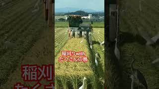 さすがに鳥さん多すぎ！！🎥動画提供🎥あぐり佐野【自然栽培米｜特別栽培米｜米農家】さん。（カット、BGM編集済み）#稲刈り #さぎ #農業機械 #農家 #農業女子 #農girl農life