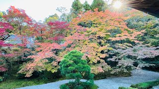 Japan Kyoto 2021 京都 南禅寺 天授庵 私が選ぶ京都No. 1 モミジの木✨この木 何の木 モミジの木 見た事も無いほど美しい一本✨この一本を見ないと京都の紅葉は語れないので何度も撮影