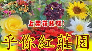 逛花園囉! 乎你紅莊園超美\