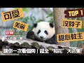 《熊貓主題趴》“和花”合集：2022上半年粉絲最愛熊貓TOP 1 | iPanda熊貓頻道