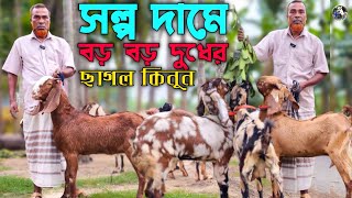 👉বড় বড় দুধের ছাগল কিনুন স্বল্প দামে আলিম ভাই ফার্ম থেকে পাম পাথুরিয়া !