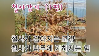 #철사걸이 #왜철쭉분재  @철사가 감기는 모양(각도)