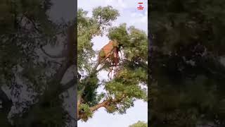 Funny fall of bull lion and leopard ! Best videos 2023