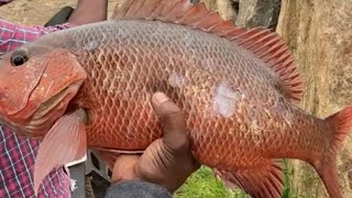 #tanur fishing chempalli