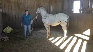 Levi's morning, APHC weanling