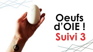 Oeufs d'OIE : suivi n°3 - INCUBATION ARTIFICIELLE à 21 jours !