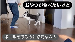 おやつとボールとの戦い👊だが、、、？！【シベリアンハスキー】