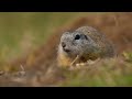 european ground squirrel facts 🐿 european souslik 🐿 found in eastern europe