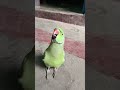 mithu mummy 🥰🦜😍 shorts mummy mitthu parrot parrotsound talkingparrot