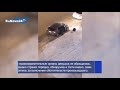 Попытка похищения девушки в Екатеринбурге runews24