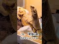 とかげのちょっぴり大人のエッな瞬間 shorts shortvideo フトアゴヒゲトカゲ 爬虫類 爬虫類飼育 刺激的 興奮 セクシー レオパ とかげ トカゲ アダルト