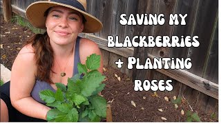 Saving my Blackberry Hedge + Planting My First Rose! 🌹