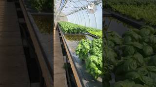 Hydroponic basil #hydroponicgreenhouse