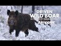 Driven wild boar hunting in the snow... 🇸🇪