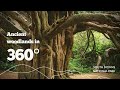 The ancient yew trees of Kingley Vale in 360 degree video