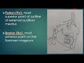 cephalometric landmarks