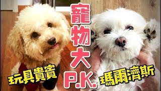 【寵物大P.K.】玩具貴賓vs.瑪爾濟斯，哪個比較可愛？