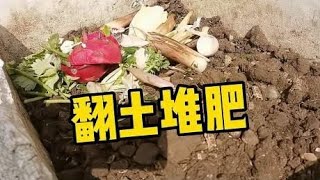 盆里的土严重板结，翻土再敲碎，堆肥种植同步进行