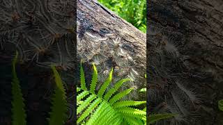 Caterpillars React to Human Voice by Flicking Their Heads – Fascinating Behavior!