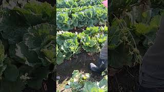 今日採收過程2〔甘藍菜心〕#harvesting #vegetablegarden #shorts