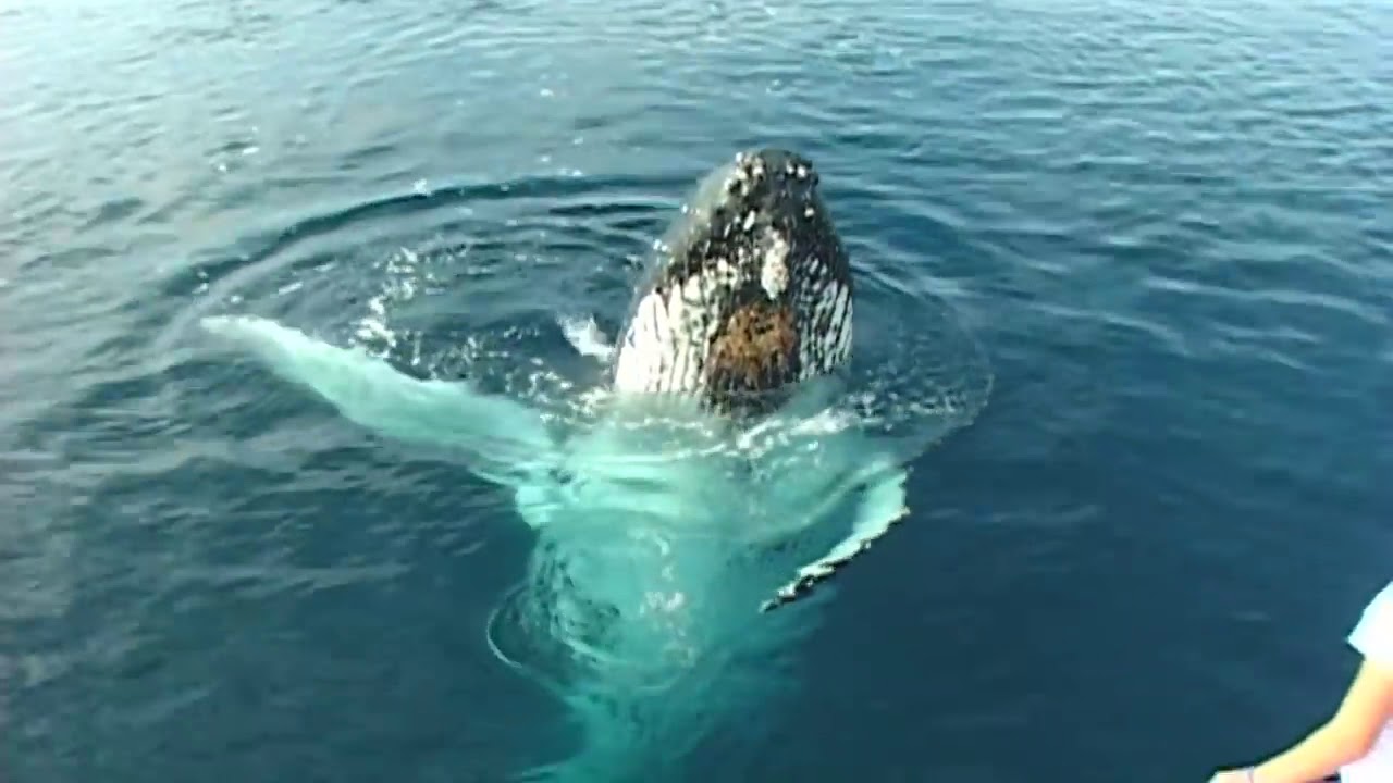 Humpback Whales Singing - YouTube