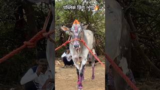 मिलिंद शेठ पाटील यांचा #पब्लिक #किंग #भुंगा #video #viralvideo #बैलगाडा