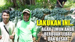 PANDUAN LENGKAP AGAR TANAMAN TIMUN BERBUAH LEBAT