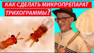 Как Сделать Микропрепарат Трихограммы? How to Make Micro-Slides with Trichogramma?