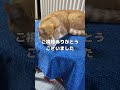 ヤバすぎる兄妹の猫パンチ！ shorts