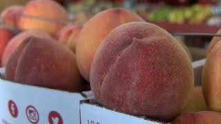 Georgia farmers say 2024 peach crop is best ever