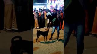 #viraldog #viraldance #karingaliyalle |ഗാനമേളക്ക് ഇടക്ക് വന്ന തെരുവ് നായുടെ ഡാൻസ് കണ്ടോ 😂😂😂