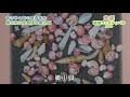 鳴き砂と海の環境保全【京都環境フェスティバル2020】