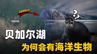 贝加尔湖究竟是湖是海？坐拥20%淡水，却生活着数不清的海洋生物