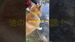 お気に入りの公園にて池の安全確認🐾#柴犬 #犬のいる暮らし #犬 #散歩 ＃池#安全確認#警備犬#公園