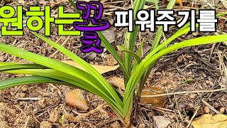 #한국자생춘란# 생강촉 입변 발전 확률%??