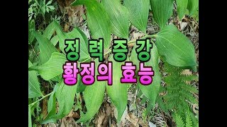 왕둥굴레!!허약체질개선에 좋은 황정과 둥굴레류의 효능과 유사종 정보.