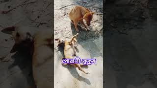 পোৱালী কুকুৰ #assameseshorts #dog #puppy