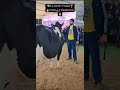 ksdairyfarm punjab champion