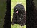 unraveling the world of the puli dog dog dogfacts puli